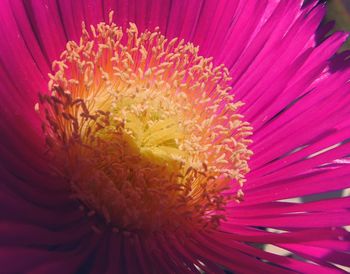 Close-up of pink flower