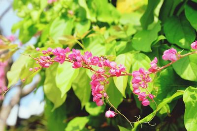 Close-up of pink flowering plant