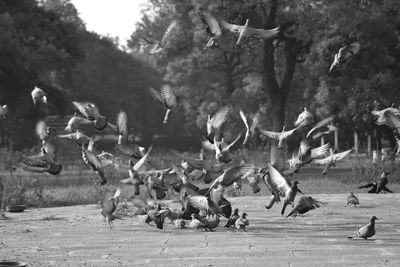 Birds flying over trees