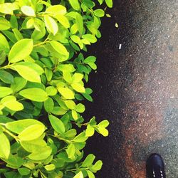 leaf