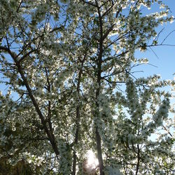 Low angle view of trees against sky