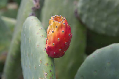 prickly pear