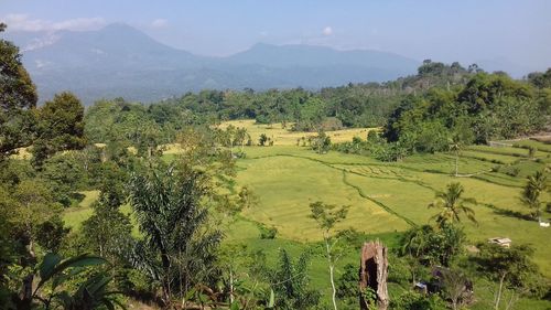 Scenic view of agricultural field against sky