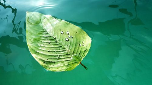 Close-up of lotus water lily in lake