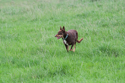 Dog running on grass