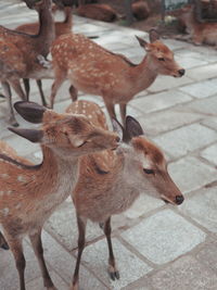 Close-up of deer