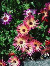 Close-up of pink flowers