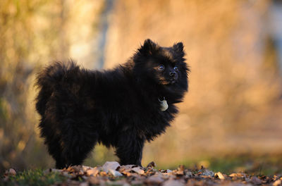 Portrait of dog on field during autumn