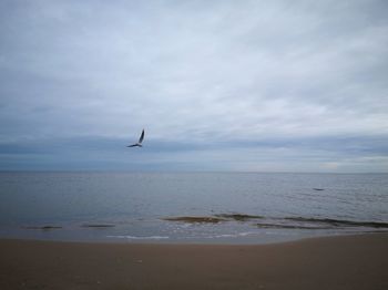 Seagull flying over sea