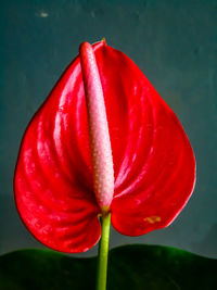 Close-up of red rose flower