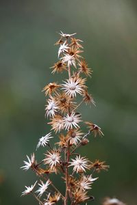 Close-up of wilted flowers