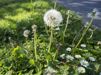 Close-up of wildflowers blooming in field