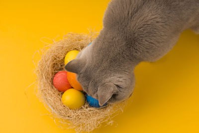 High angle view of stuffed toy against yellow background