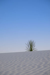 Plant on sand dune against clear blue sky