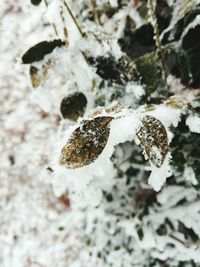 Close-up of insect on snow