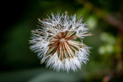 Close-up of wilted dandelion flower