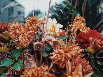 Close-up of orange flowering plants