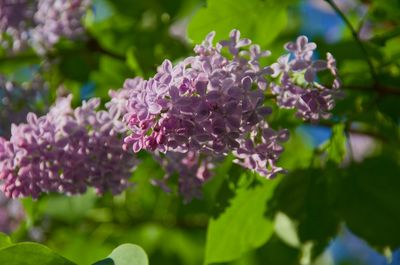 Close-up of purple flowering plants