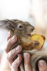 Close-up of squirrel eating an apple 