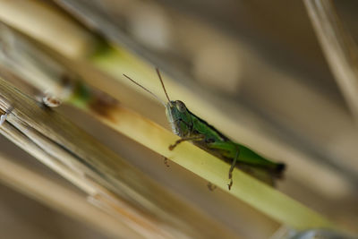 Close-up of insect