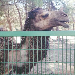 View of an animal pen