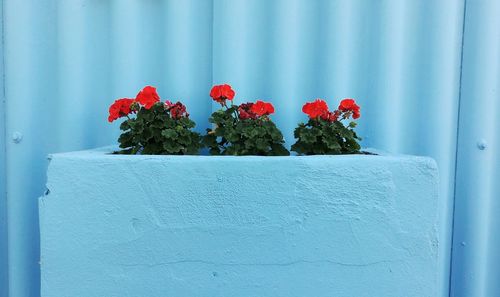 Close-up of red flowers against blue wall