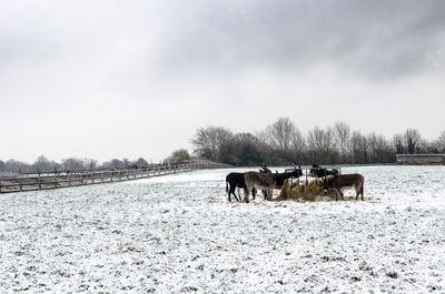 A herd of donkeys feeding at a snowy farm.