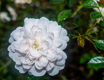 Close-up of white flower blooming outdoors