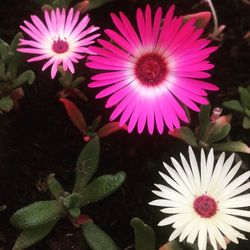 Close-up of pink flower