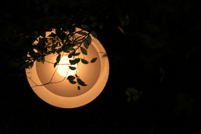 Close-up of illuminated lamp on plant at night