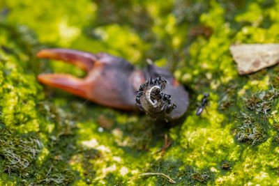 Close-up of insect on grass