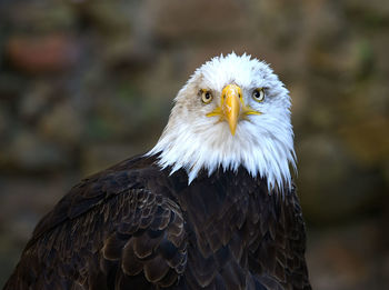 Close-up of eagle