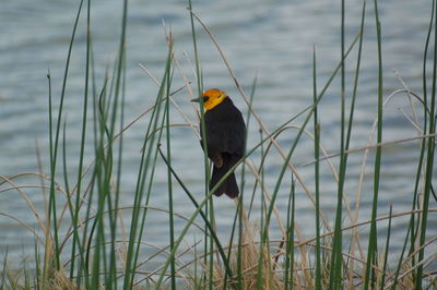 Close-up of bird