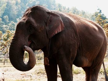 Close-up of elephant standing against trees