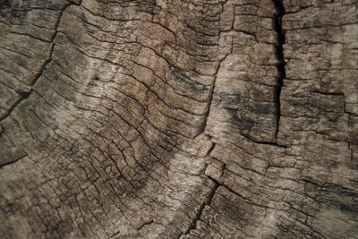 Full frame shot of tree trunk