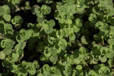 Full frame shot of wet plants