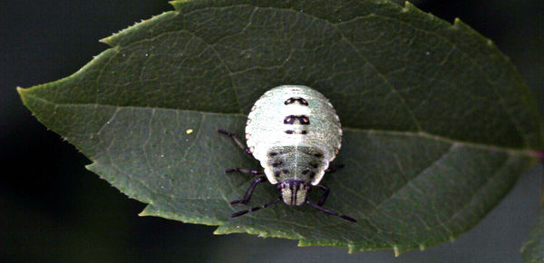 High angle view of insect on leaf