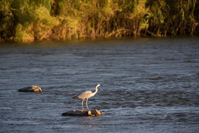 View of birds on lake