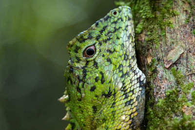 Close-up of lizard on tree