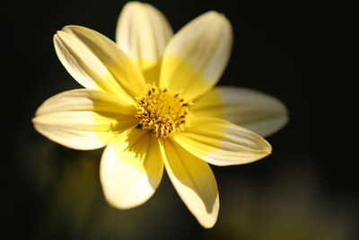 Close-up of yellow flower against black background