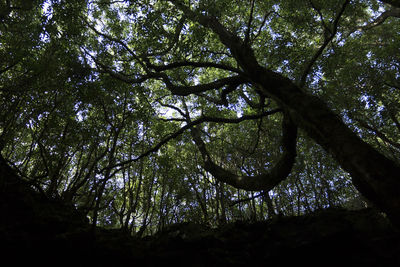 Low angle view of trees in forest against sky