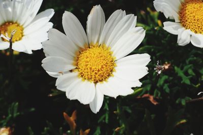 Close-up of white daisy flowers