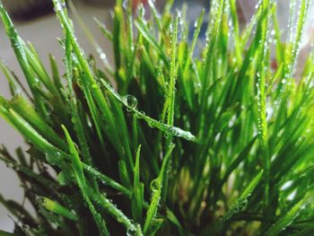 Close-up of wet grass