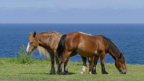 Horses in a sea