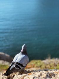 Seagull perching on rock by sea