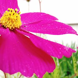 Close-up of pink flower