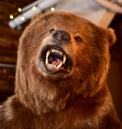 Close-up of bear taxidermy