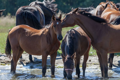 Horses standing by trees