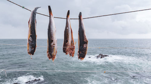 Fish hanging on rope against sky