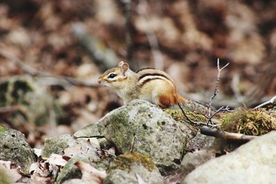 Close-up of squirrel on rock